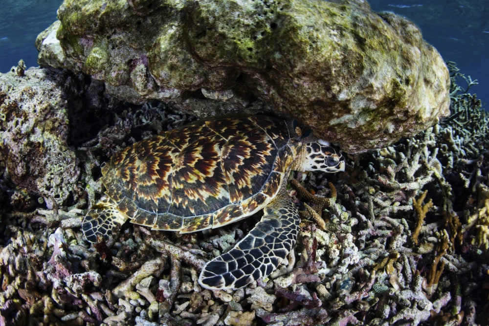 Hawksbill sea turtle resting in Komodo National Park poster print