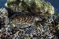 Hawksbill sea turtle resting in Komodo National Park poster print