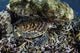 Hawksbill sea turtle resting in Komodo National Park poster print