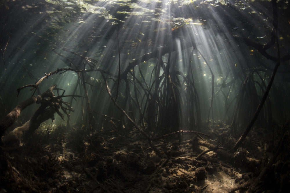 Bright sunbeams filtering through a mangrove forest in Komodo National Park.