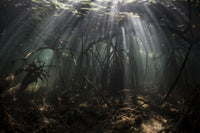 Bright sunbeams filtering through a mangrove forest in Komodo National Park.