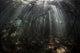 Bright sunbeams filtering through a mangrove forest in Komodo National Park.