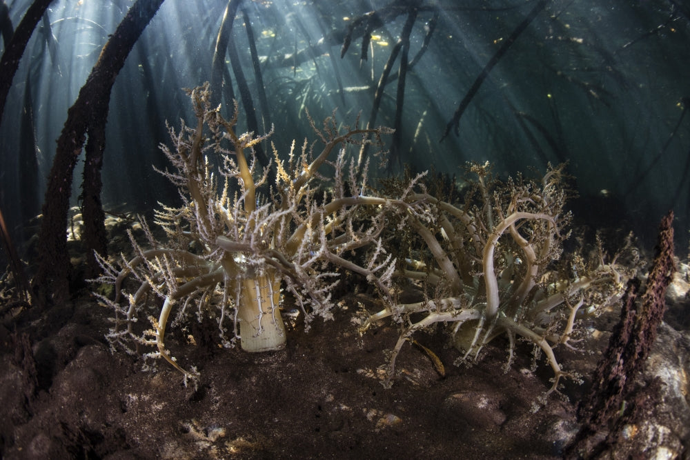 Hell's Fire anemones in a mangrove forest in Komodo National Park Poster Print