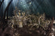 Hell's Fire anemones in a mangrove forest in Komodo National Park Poster Print