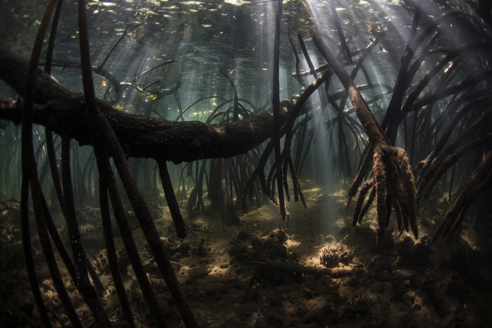 Bright sunbeams filtering through a mangrove forest in Komodo National Park poster print.