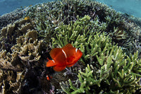 Spinecheek Anemonefish swimming near its host anemone poster print.
