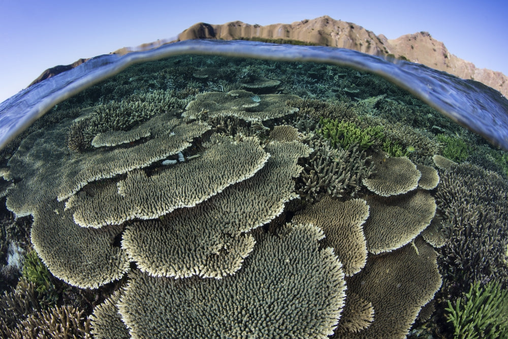 Coral reef thriving in Komodo National Park, Indonesia poster print by Ethan Daniels.