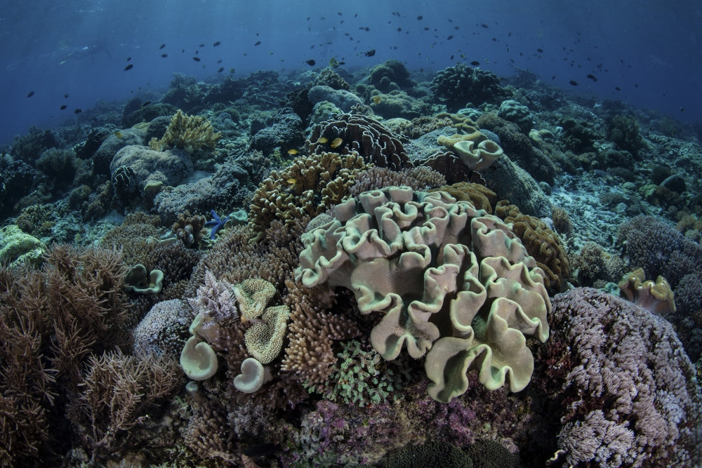 Coral reef in Komodo National Park poster print by Ethan Daniels.