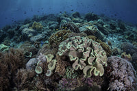 Coral reef in Komodo National Park poster print by Ethan Daniels.