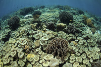 Coral reef in Komodo National Park poster print by Ethan Daniels.