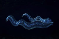 Iridescent Venus girdle drifting in dark water - Komodo National Park Poster Print
