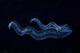Iridescent Venus girdle drifting in dark water - Komodo National Park Poster Print