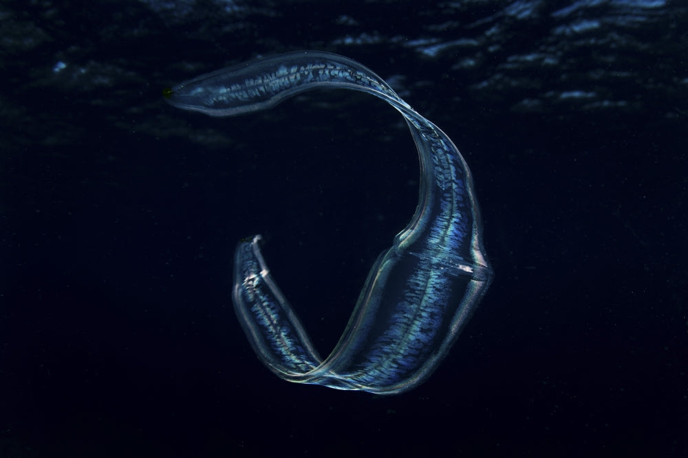 Iridescent Venus Girdle drifting in dark water, Komodo National Park Poster Print.