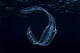 Iridescent Venus Girdle drifting in dark water, Komodo National Park Poster Print.