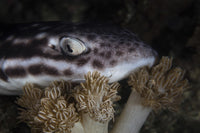 Coral catshark resting on the seafloor in Komodo National Park, Indonesia.