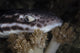Coral catshark resting on the seafloor in Komodo National Park, Indonesia.