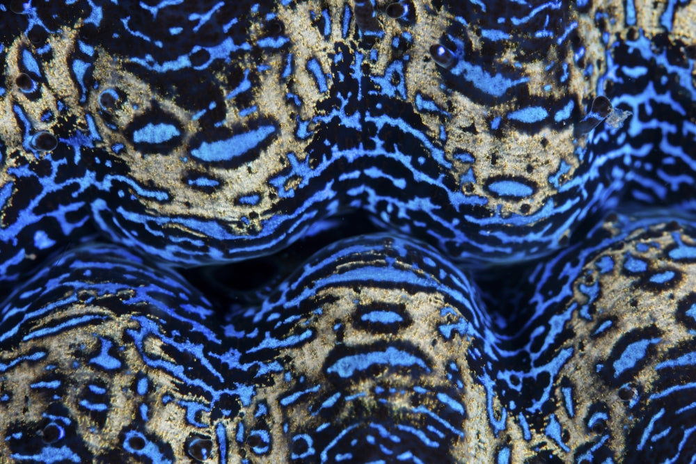 Detail of the colorful mantle of a giant clam poster print by Ethan Daniels.