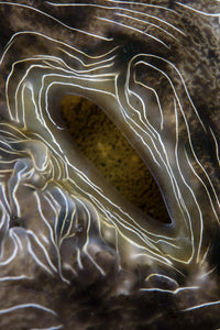 Detail of Beautiful Mantle of a Large Clam Poster Print by Ethan Daniels