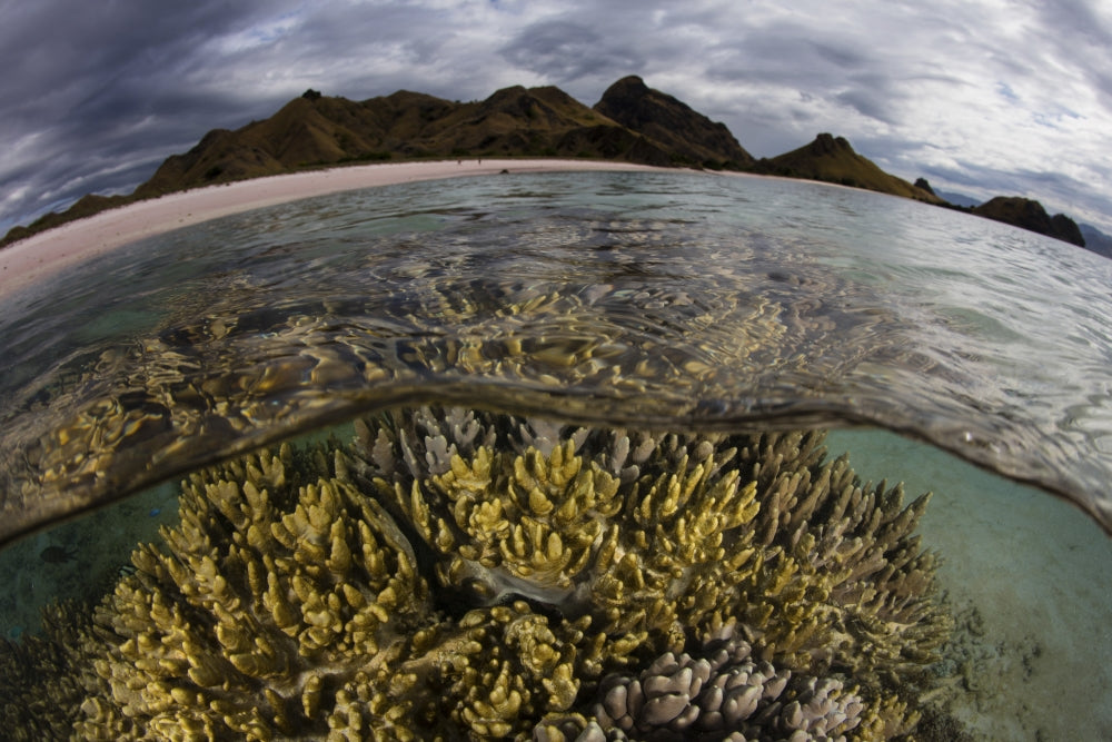 Large Colony of Soft Coral in Komodo National Park Poster Print