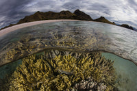 Large Colony of Soft Coral in Komodo National Park Poster Print
