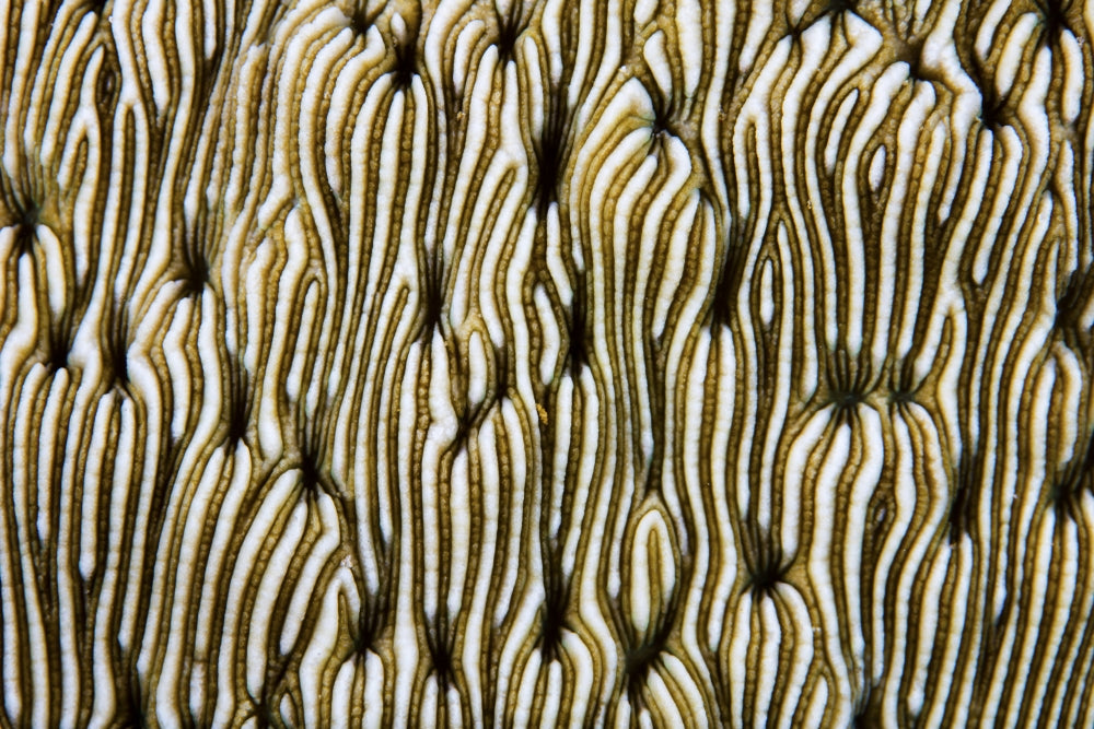 Detail of beautiful reef-building coral poster print by Ethan Daniels.