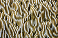 Detail of beautiful reef-building coral poster print by Ethan Daniels.