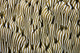 Detail of beautiful reef-building coral poster print by Ethan Daniels.