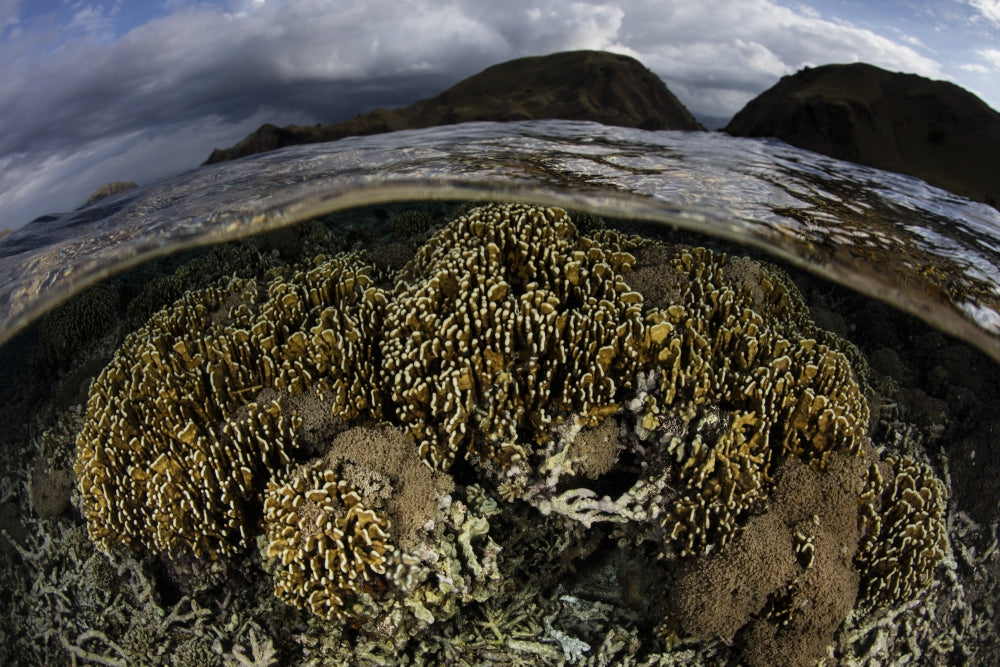 Corals in shallow water at Komodo National Park poster print by Ethan Daniels.