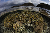 Corals in shallow water at Komodo National Park poster print by Ethan Daniels.