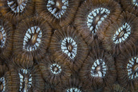 Detailed view of beautiful reef-building coral from the Lesser Sunda Islands of Indonesia.