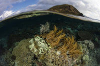 Beautiful corals thriving in shallow water in Komodo National Park, Indonesia poster print