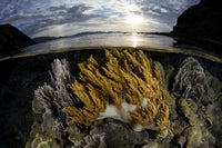 Corals in shallow water poster print from Komodo National Park, Indonesia by Ethan Daniels.