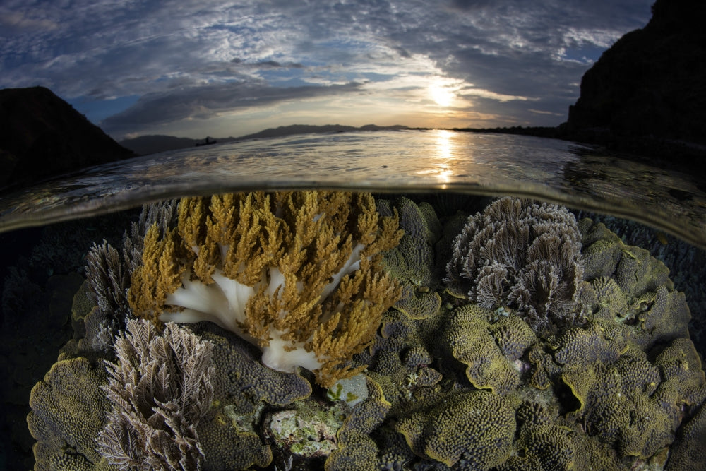 Vibrant coral garden in Komodo National Park poster print