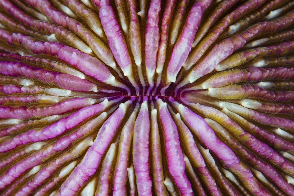 Detail of mushroom coral growing on a reef in the Lesser Sunda Islands