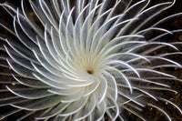 Detail of a feather duster worm growing on a colorful coral reef poster print.