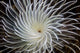 Detail of a feather duster worm growing on a colorful coral reef poster print.