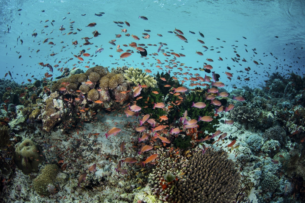 Reef fish swimming above a coral reef in the Lesser Sunda Islands poster print by Ethan Daniels.