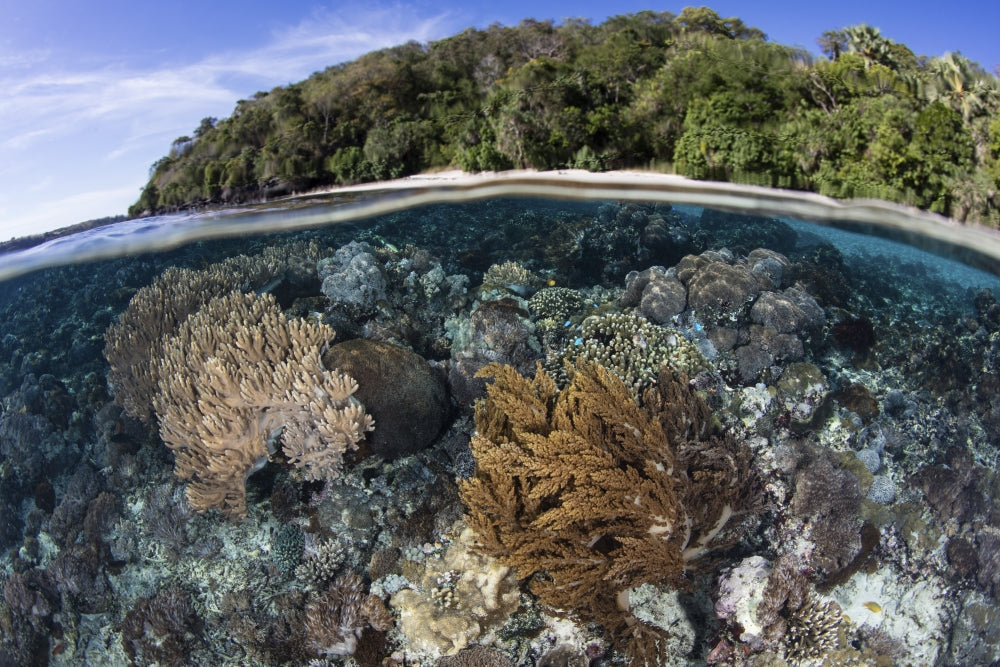 Coral Reef thriving in shallow water near Alor, Indonesia - Poster Print