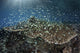 Blue-green damselfish swimming over corals in Indonesia poster print.
