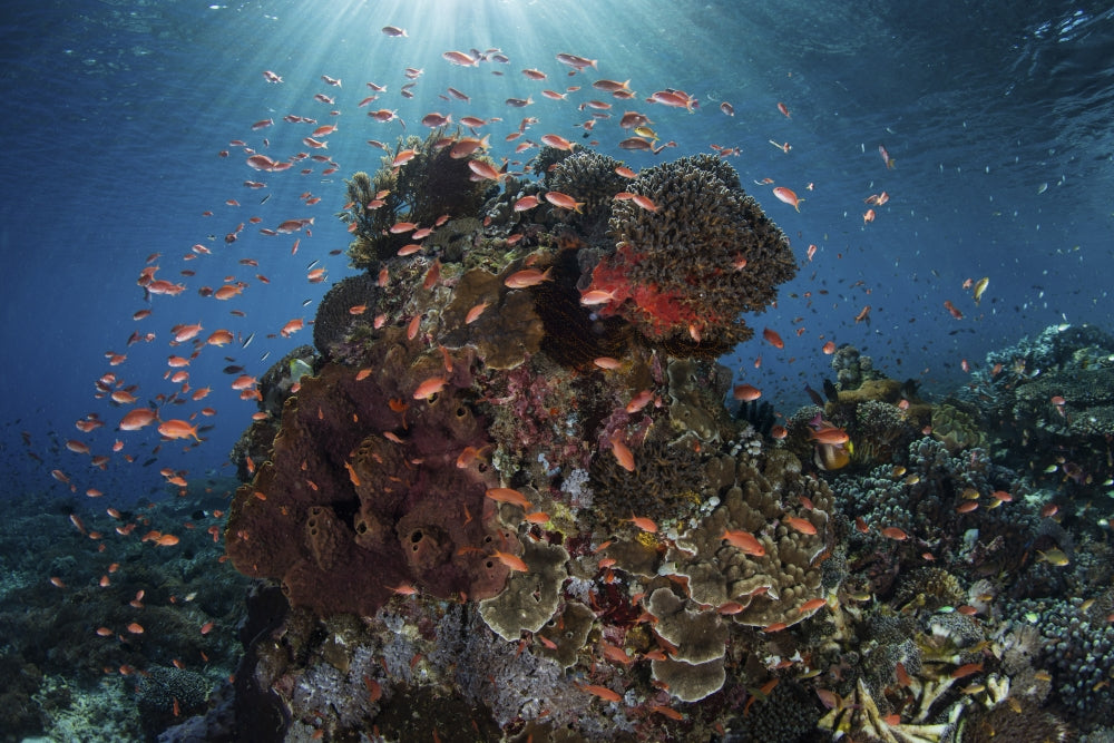 Reef fish swimming over a coral reef in the Lesser Sunda Islands poster print.