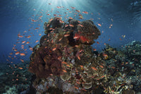 Reef fish swimming over a coral reef in the Lesser Sunda Islands poster print.