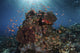 Reef fish swimming over a coral reef in the Lesser Sunda Islands poster print.