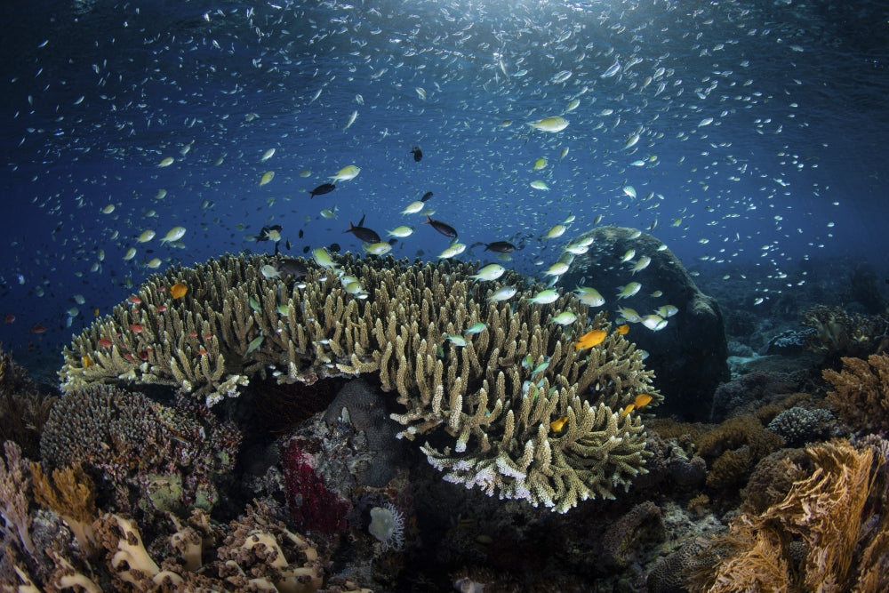 Colorful reef fish swimming above corals in the Lesser Sunda Islands poster print