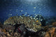 Colorful reef fish swimming above corals in the Lesser Sunda Islands poster print