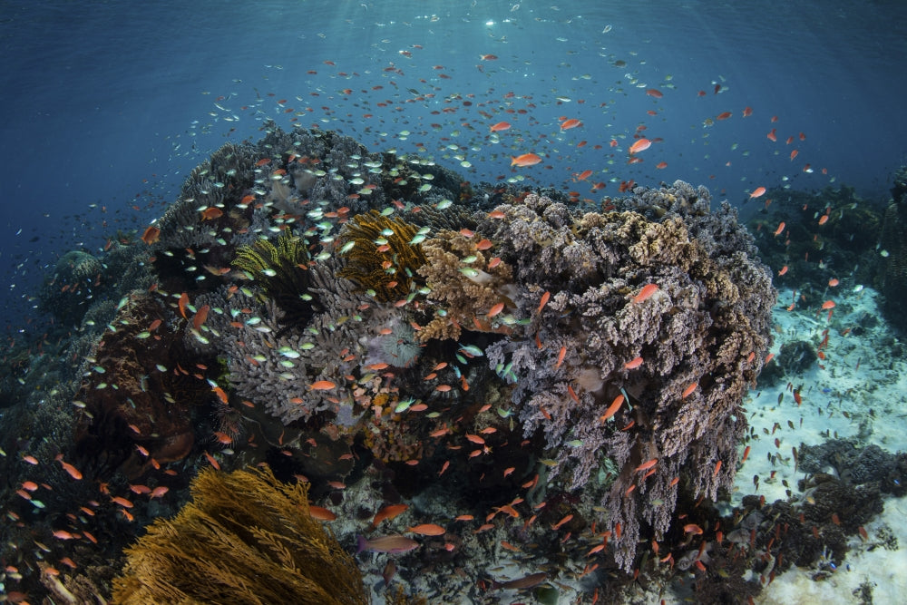 Reef fish swimming above a colorful coral reef in the Lesser Sunda Islands.