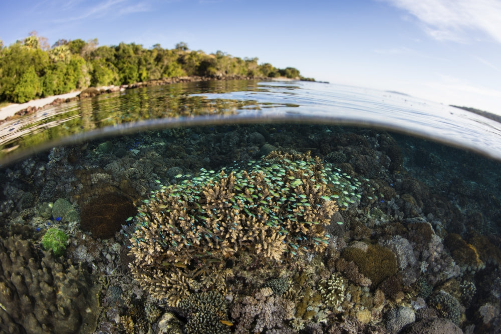 Vibrant coral reef thriving in shallow water near Alor in the Lesser Sunda Islands poster print.