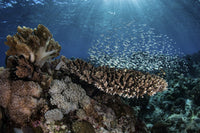 Colorful blue-green damselfish swimming above coral reef poster print.