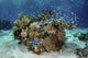 Coral reef thriving near Alor in the Lesser Sunda Islands poster print