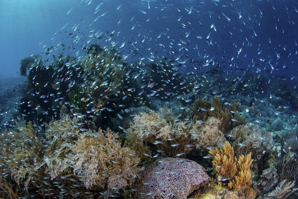 Colorful reef fish swimming above a vibrant coral reef in Indonesia.