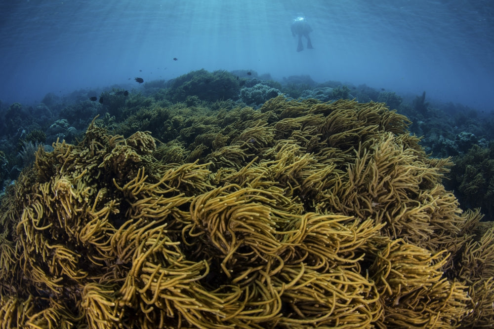 Snorkeler swimming above a coral reef in Alor, Lesser Sunda Islands.